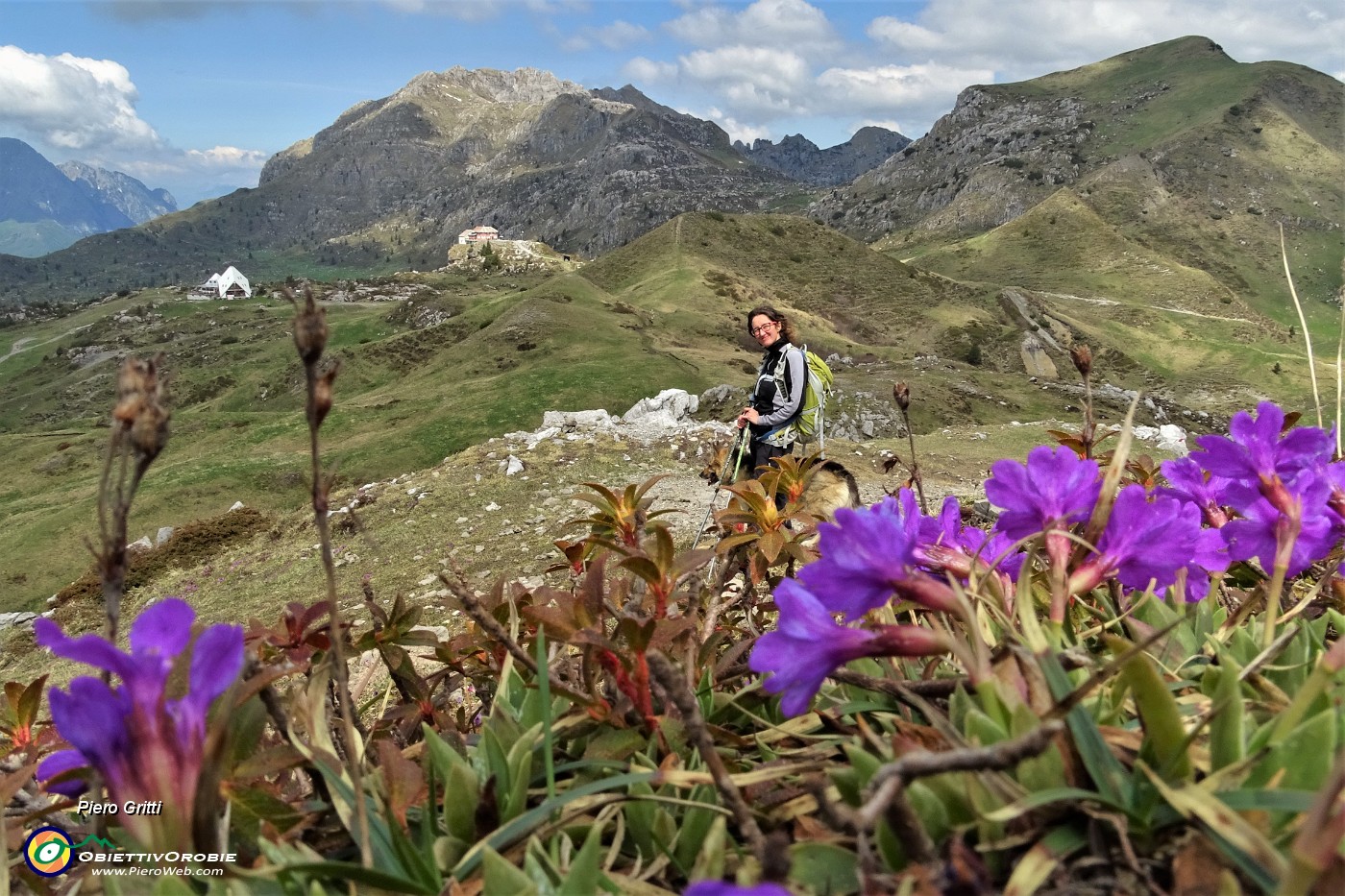 59  Primula di Lombardia (Primula glaucescens) con vista in Cima di Piazzo e Zuccone Campelli.JPG